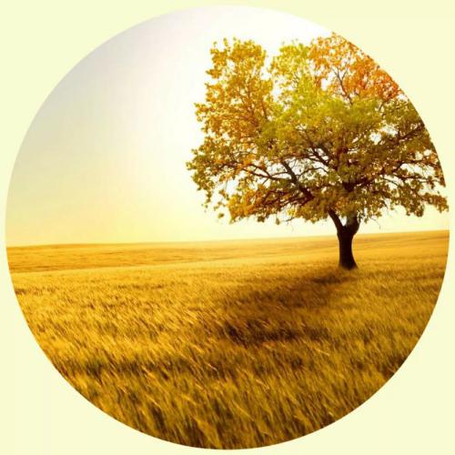 微信朋友圈点赞头像 1