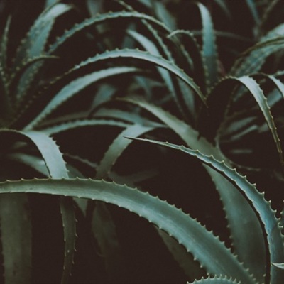 微信头像植物大战僵尸 4