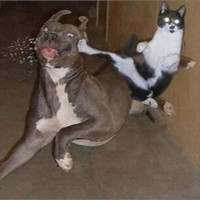 狗狗头像逗比 6