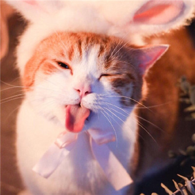 可爱的小猫咪头像 5