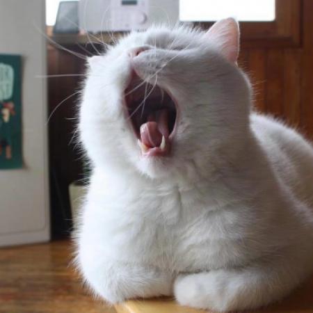 夏目友人帐猫咪头像 5