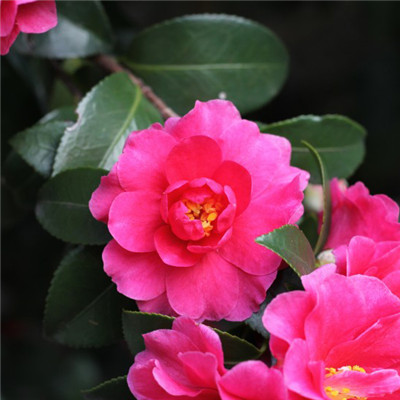 微信头像花朵 8