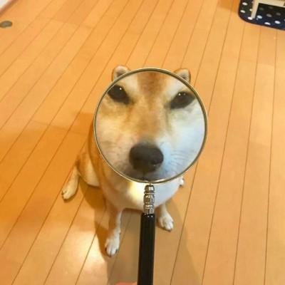 沙雕头像大全搞笑