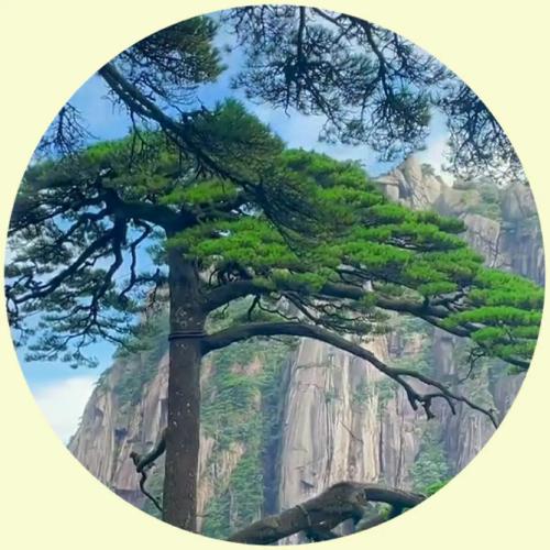 2023年最火的头像风景图片 3