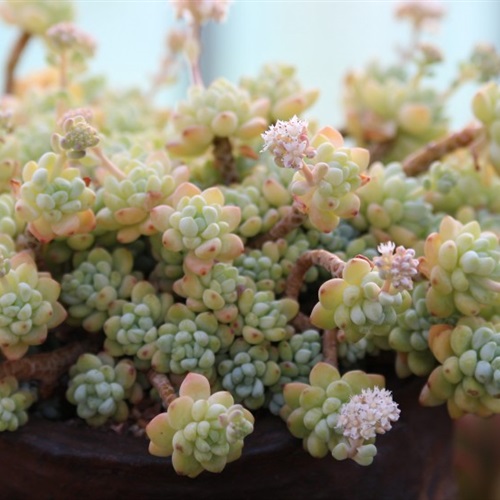 植物微信头像图片大全可爱 1