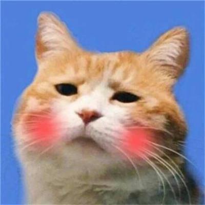可爱的小猪头像