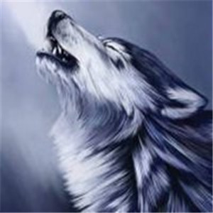 狼霸气头像图片大全 4