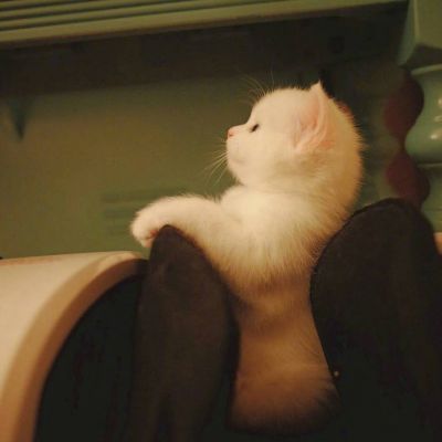 猫和老鼠搞笑头像 6