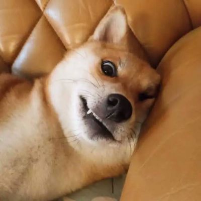 高清动物头像图片大全 1