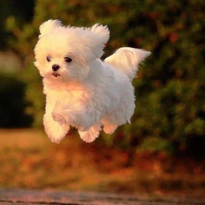 可爱治愈系头像狗狗