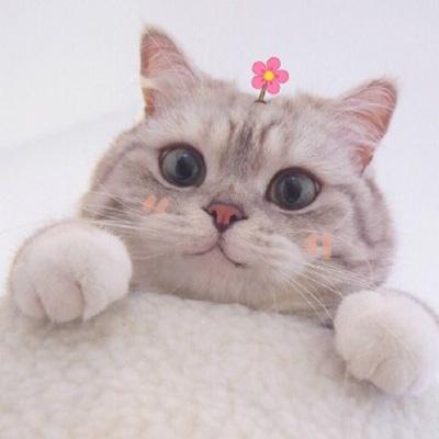 猫咪头像男生用 5