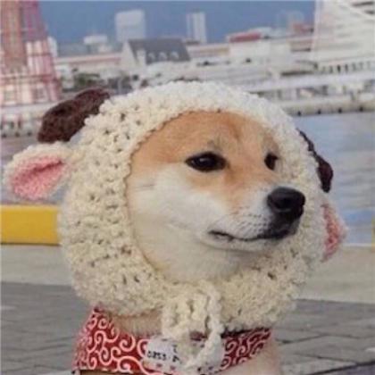 小狗头像可爱 3