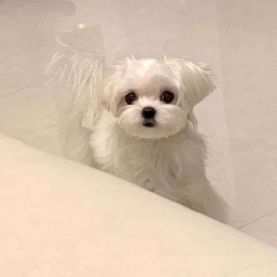 小狗微信头像图片大全可爱