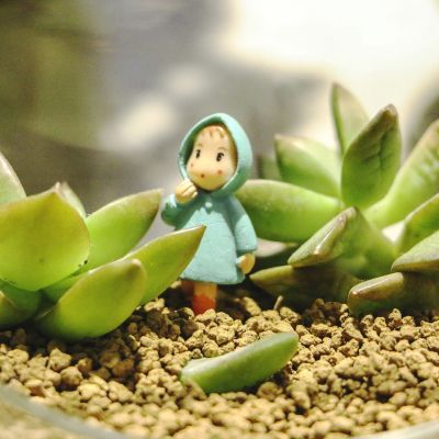 微信头像植物2023年最新版图片 3