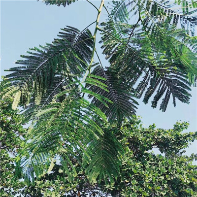 微信植物头像图片大全 绿色