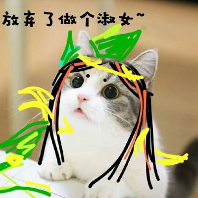 猫猫头像大全可爱 10