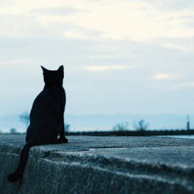 2023年最火微信动物头像 3