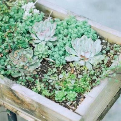植物头像图片大全2023 6