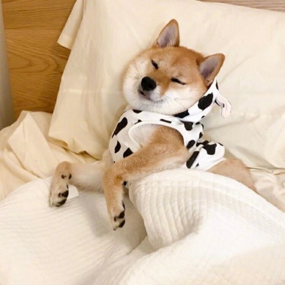 狗头头像柴犬
