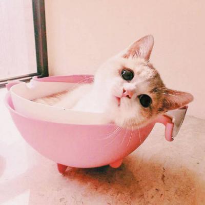 猫咪头像图片微信头像