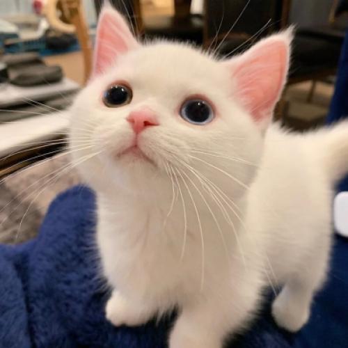 小猫钓鱼头像 7