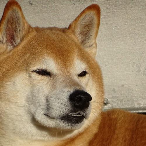 耀扬头像秋田犬 8