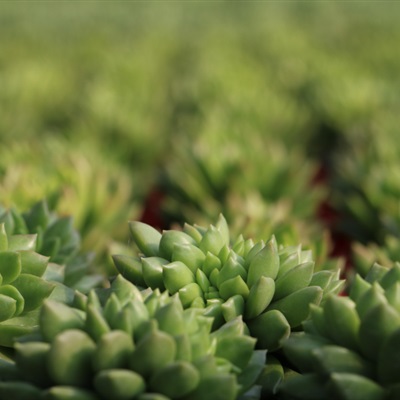 属鸡微信头像吉星植物 5