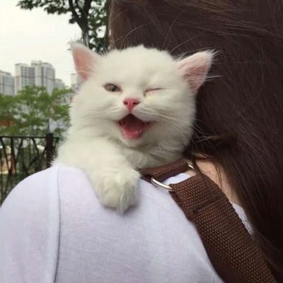 小狗微信头像图片大全可爱 8