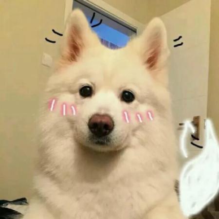 沙雕宠物头像双人 1