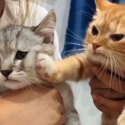 小猫可爱头像 3
