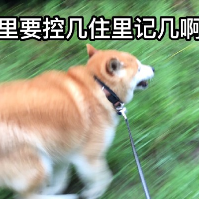 狗狗头像逗比 1
