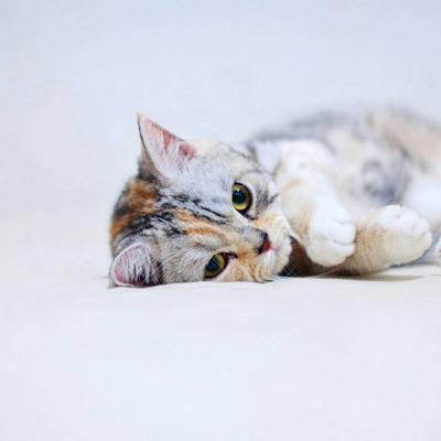 适合微信头像的猫咪图片 可爱