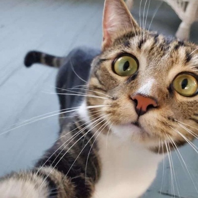 猫咪搞笑图片头像 逗比