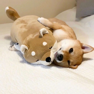 柴犬可爱头像 5