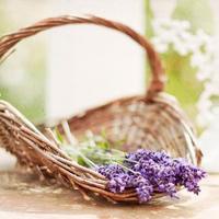 2023运气特别旺的头像花朵 6