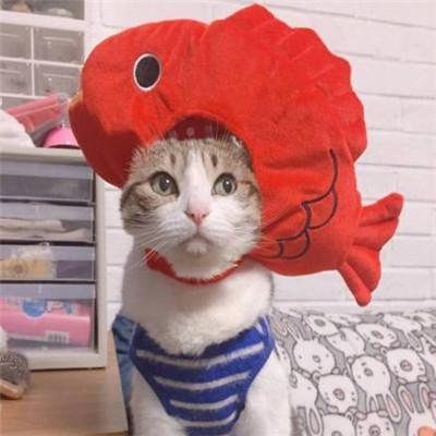 搞笑猫咪头像 1