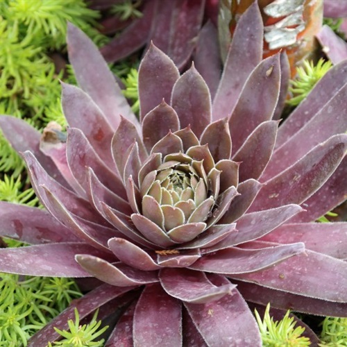 植物微信头像图片大全可爱 9