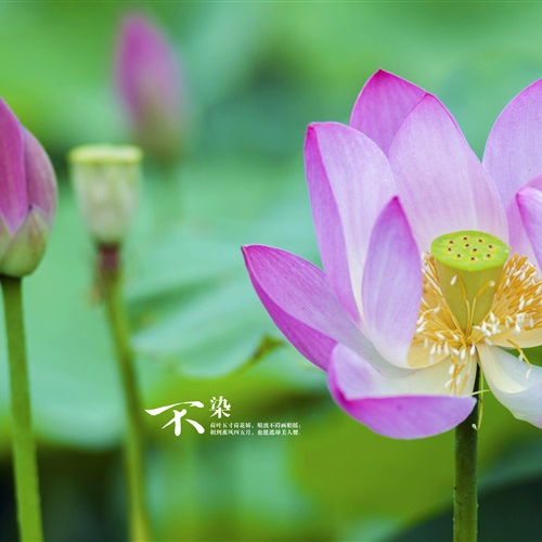 微信头像植物2023年最新版图片 5