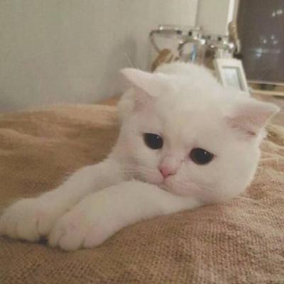 可爱的小猫头像