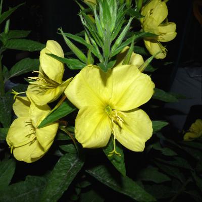 鲜花头像图片微信紫色 1