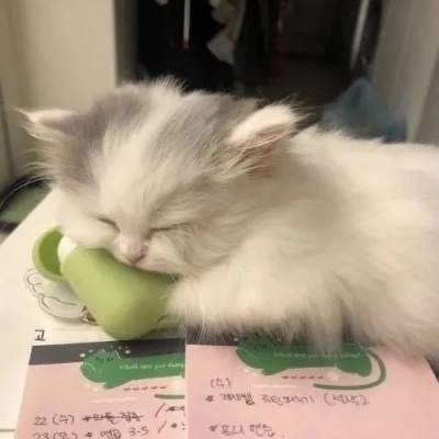 猫猫可爱头像