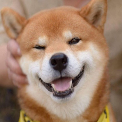 柴犬可爱头像 3