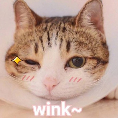 搞怪头像猫咪高清图片