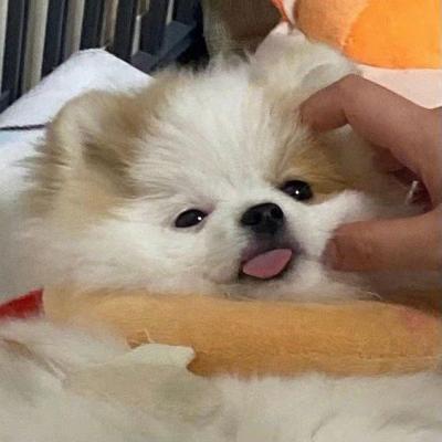 小狗头像可爱