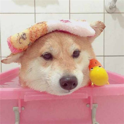 单身狗头像搞笑 2