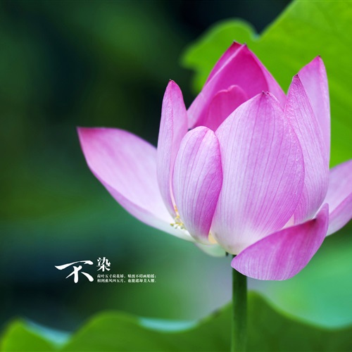 属鸡微信头像吉星植物