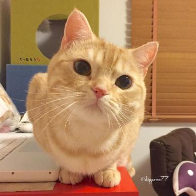 微信头像小猫 4