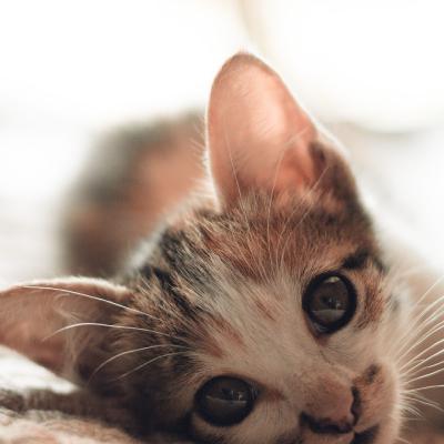 属鼠头像能用猫吗 4