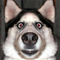 狗狗头像逗比 7