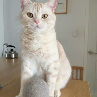 猫咪头像图片微信头像 8